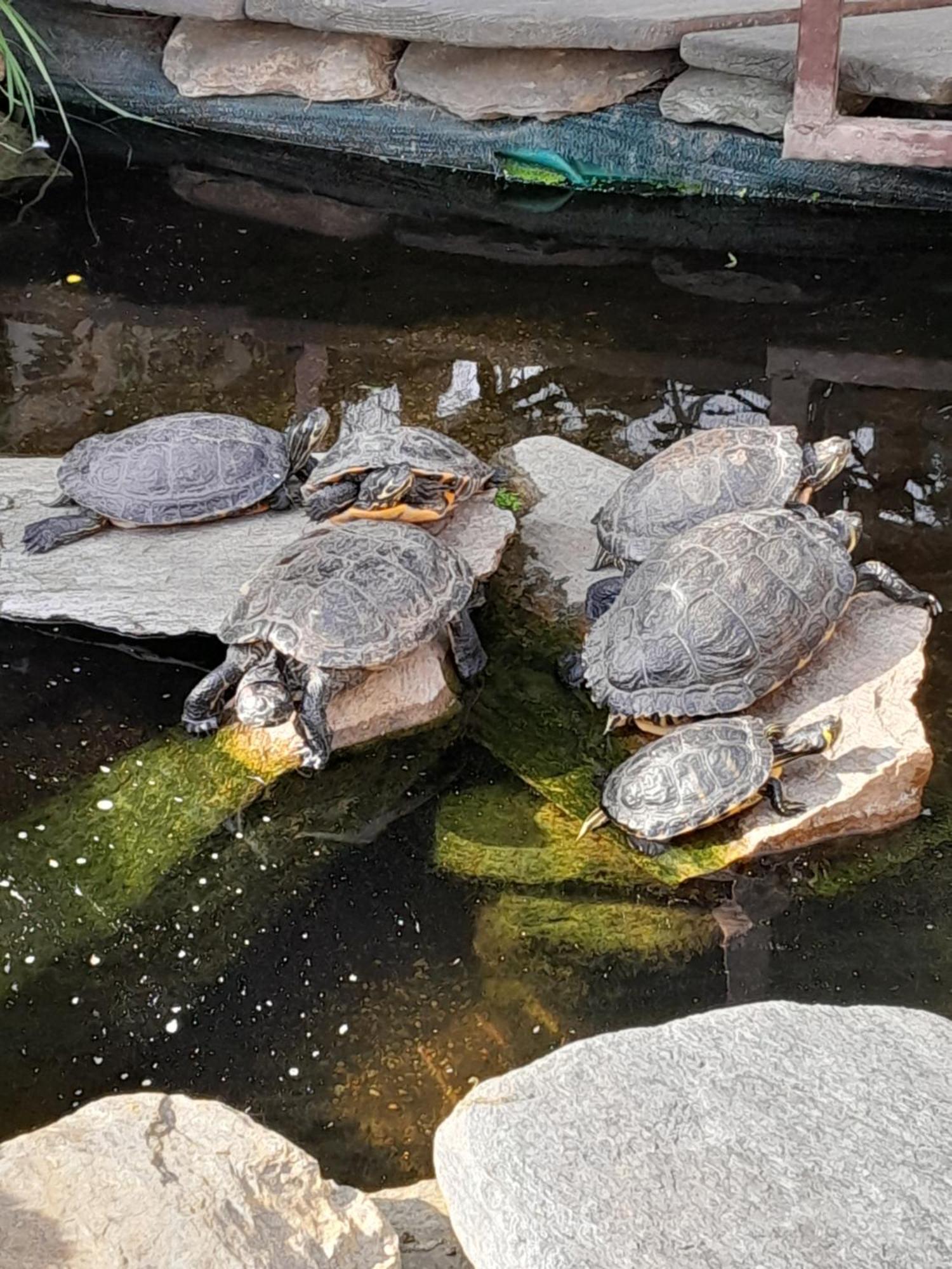 Pokoje Goscinne Skalnik - Agroturystyka Kostrzyn nad Odra Buitenkant foto